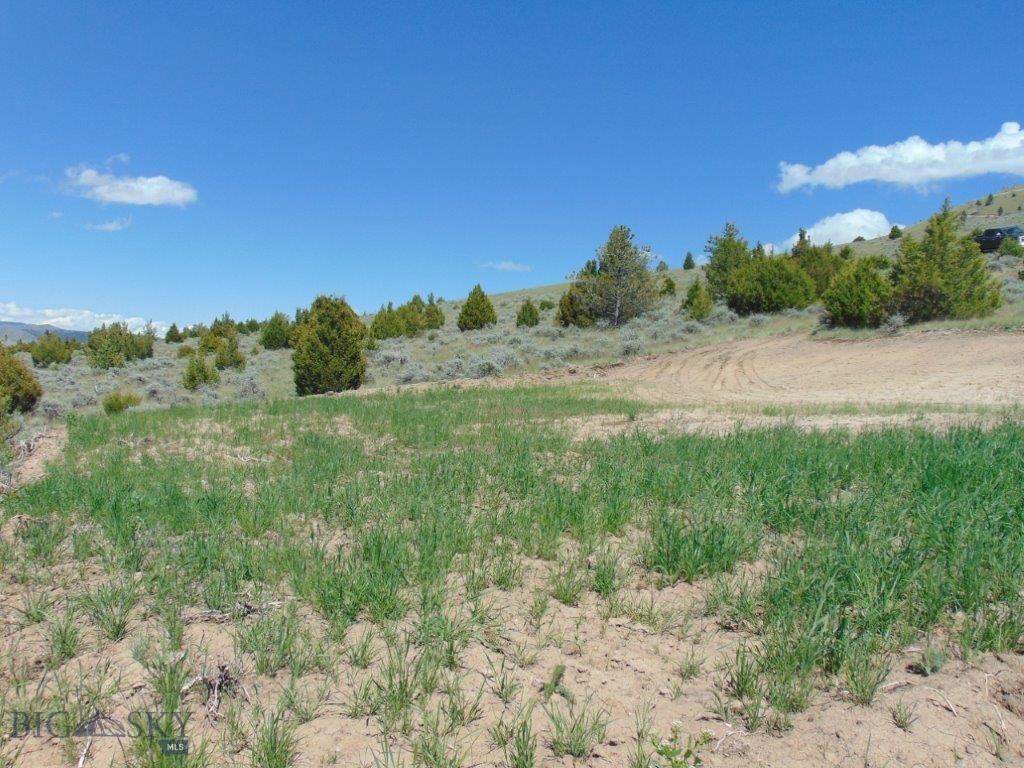 Ponderosa Pines - Land