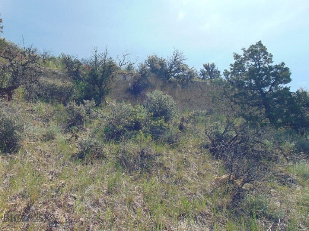 Ponderosa Pines - Land