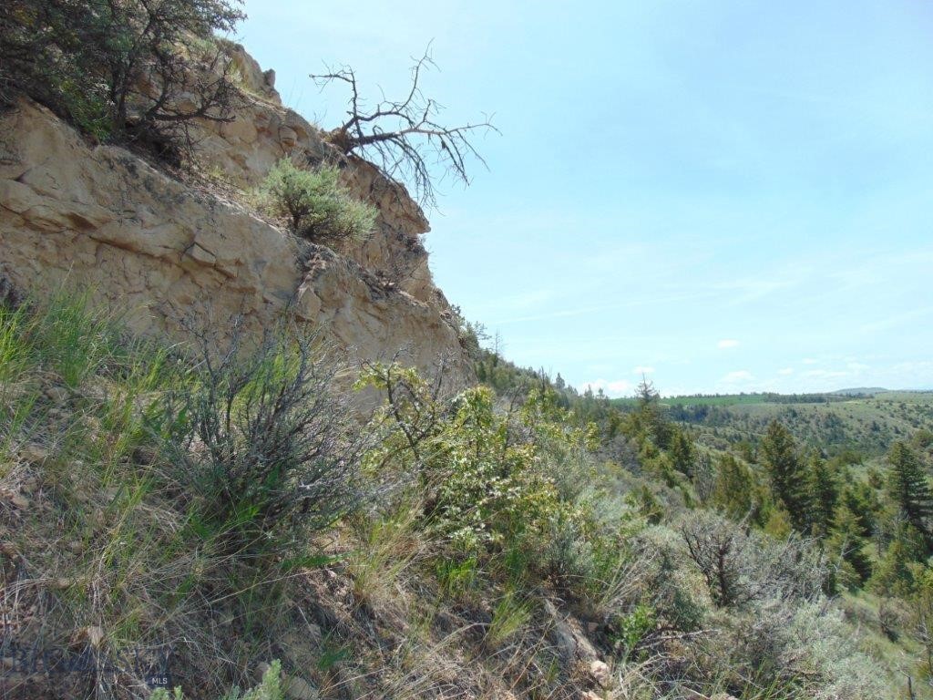 Ponderosa Pines - Land