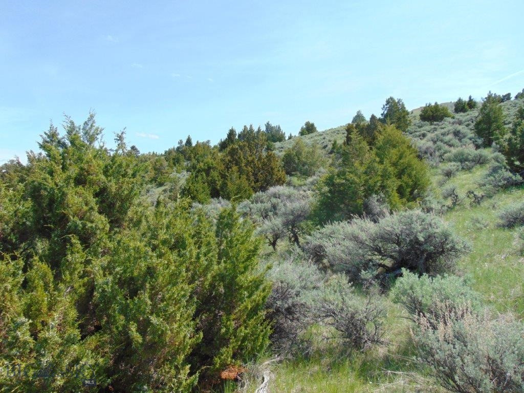 Ponderosa Pines - Land