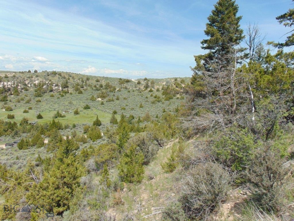 Ponderosa Pines - Land