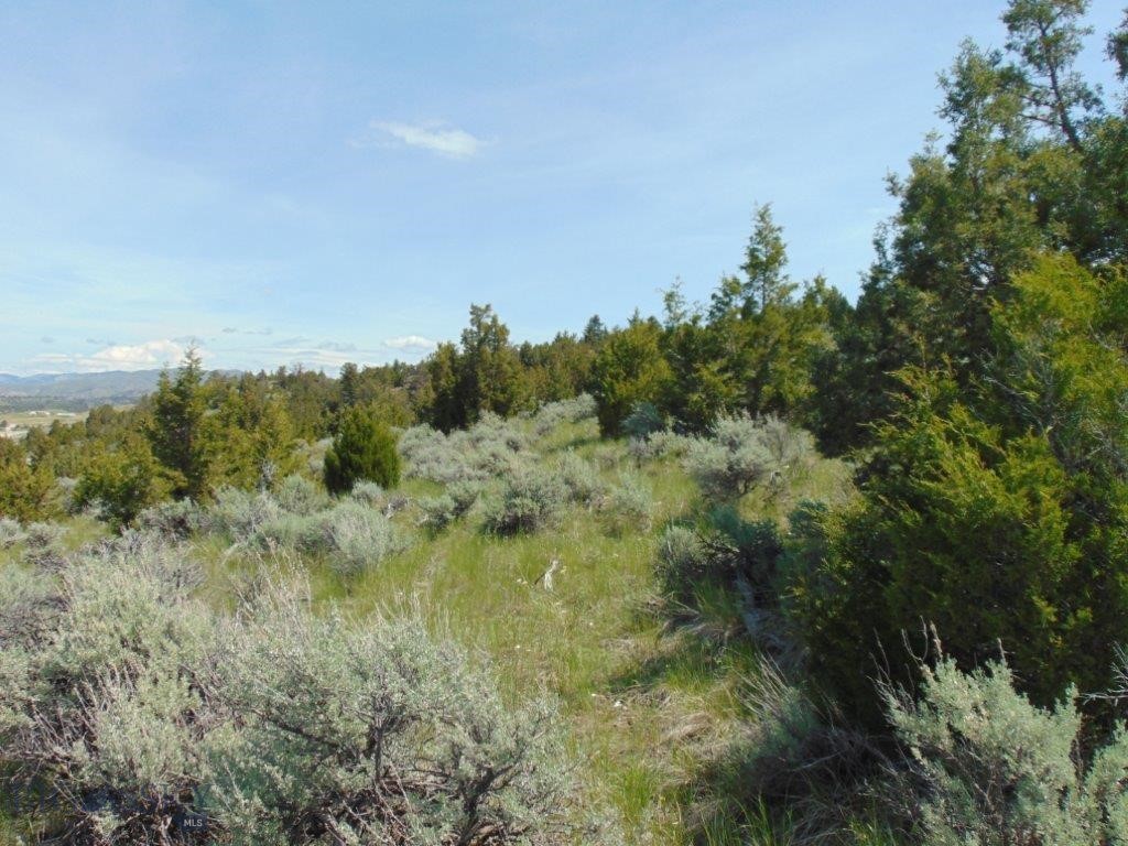 Ponderosa Pines - Land