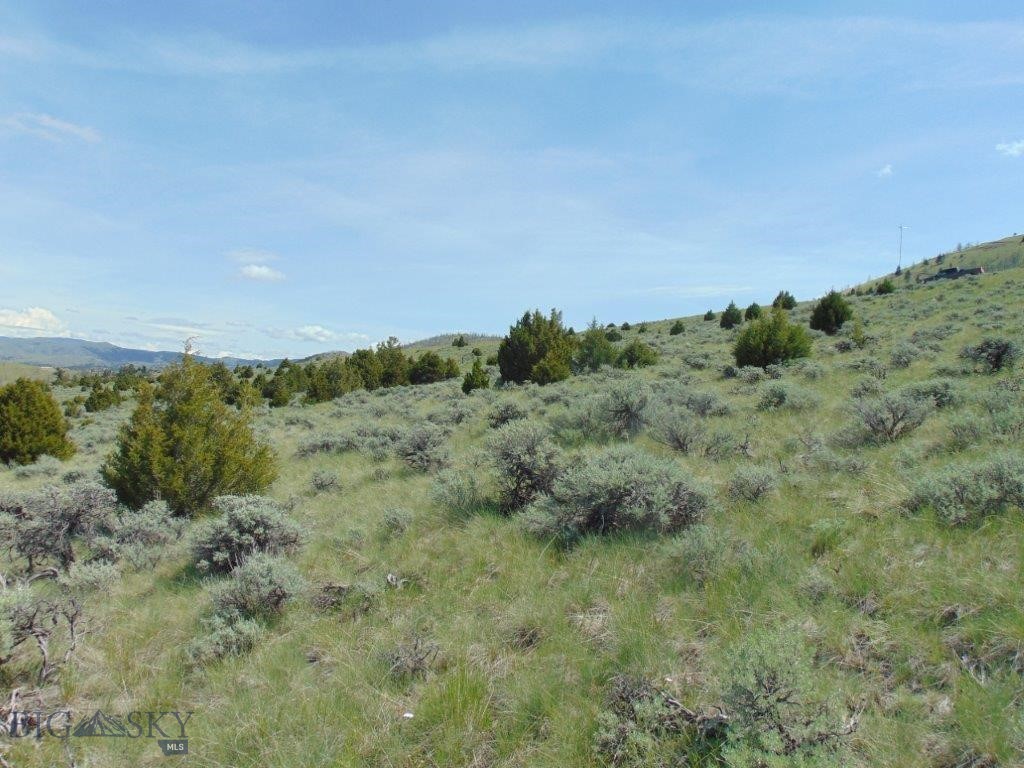 Ponderosa Pines - Land
