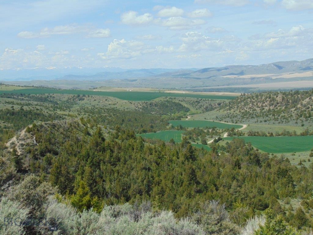 Ponderosa Pines - Land