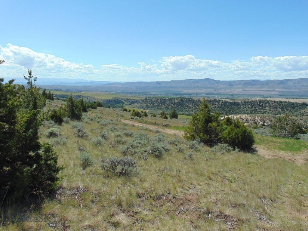 Ponderosa Pines - Land