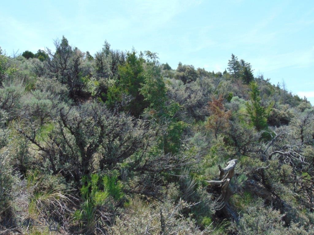 Ponderosa Pines - Land