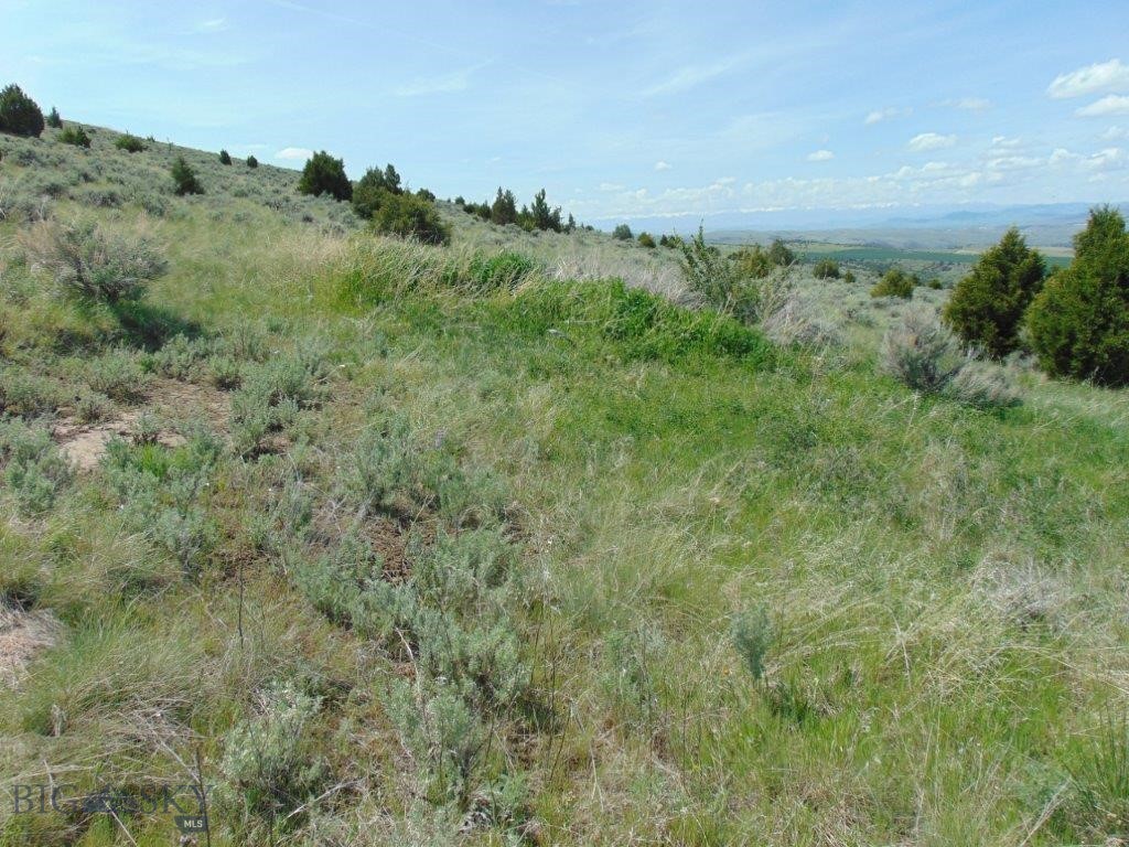 Ponderosa Pines - Land