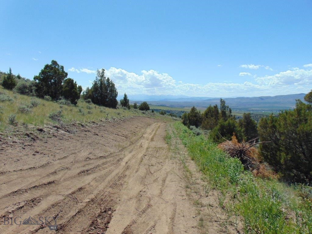 Ponderosa Pines - Land