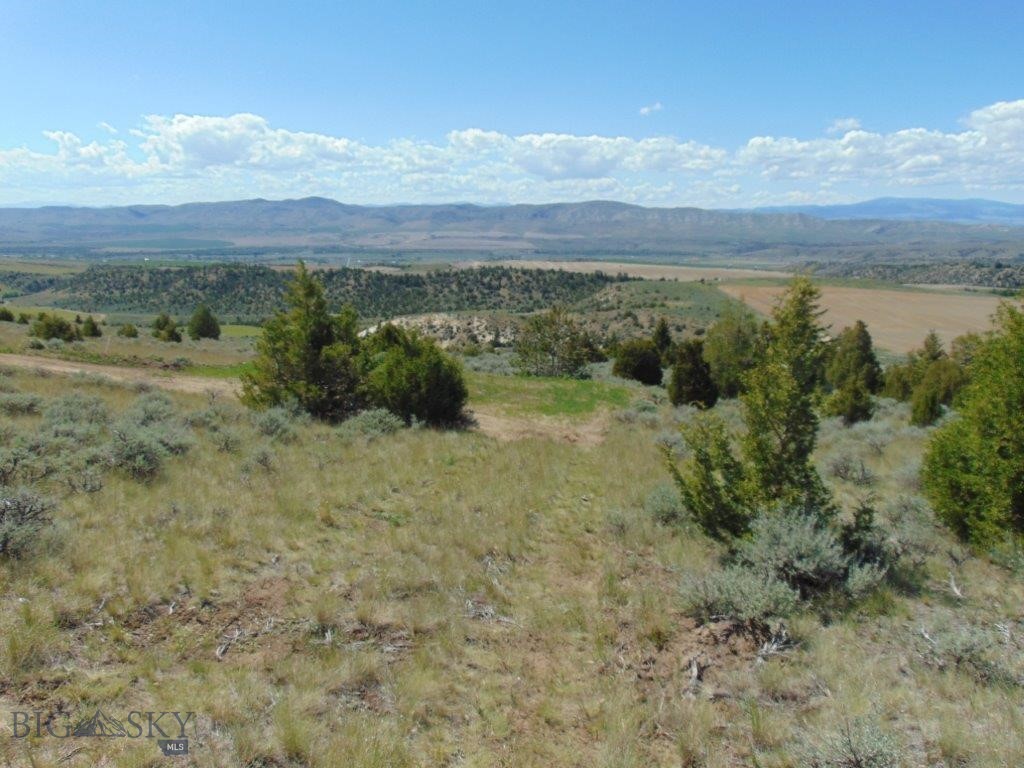Ponderosa Pines - Land