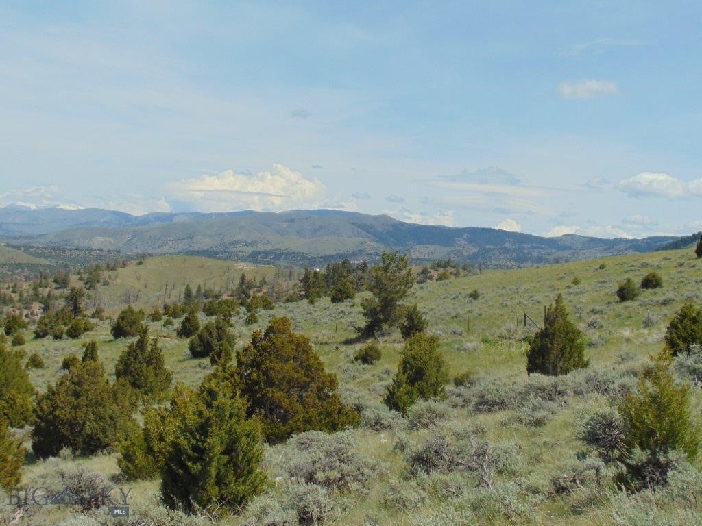 Ponderosa Pines - Land