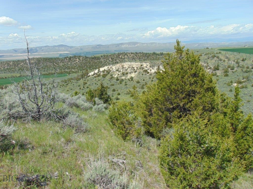 Ponderosa Pines - Land