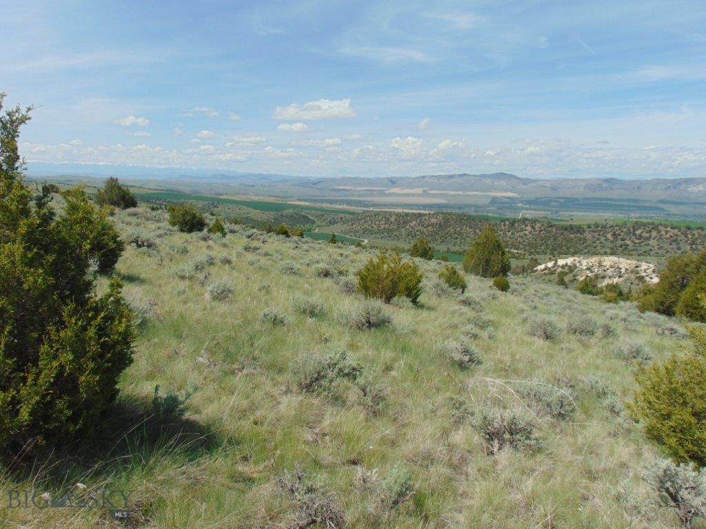 Ponderosa Pines - Land