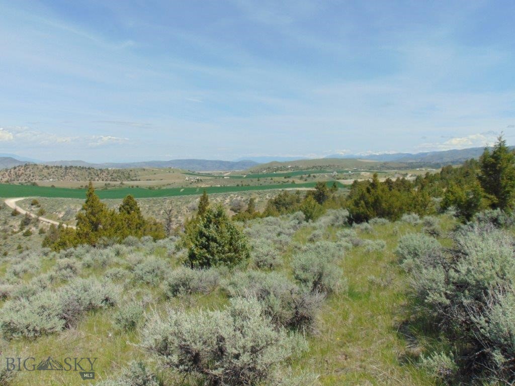 Ponderosa Pines - Land