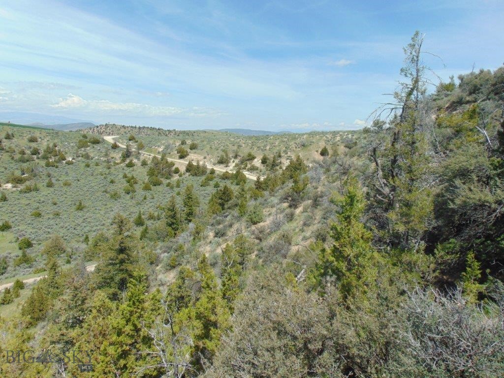 Ponderosa Pines - Land
