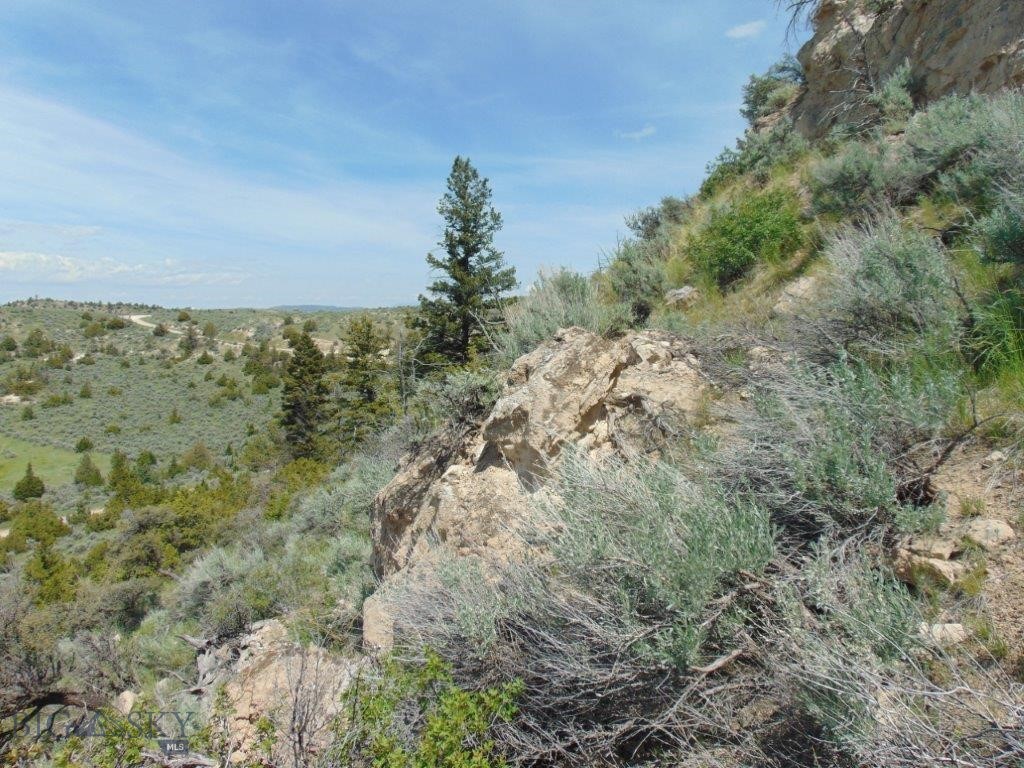 Ponderosa Pines - Land