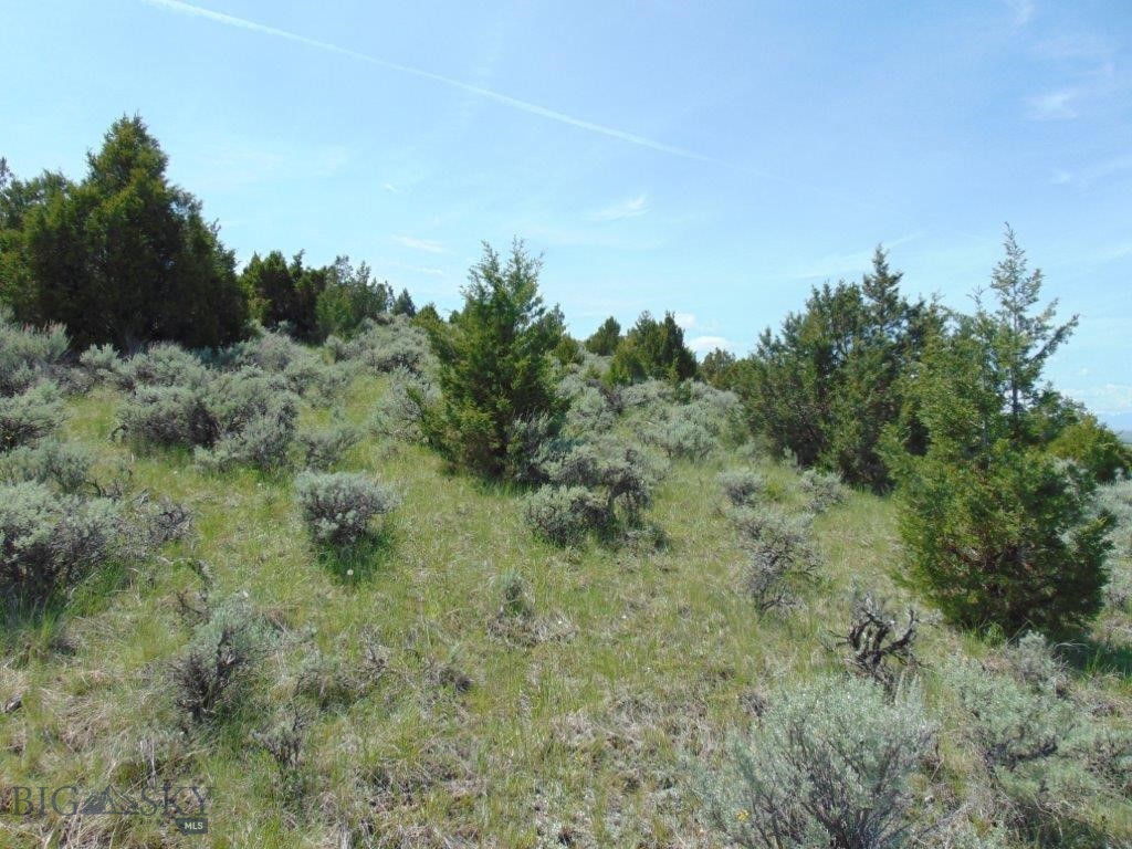 Ponderosa Pines - Land