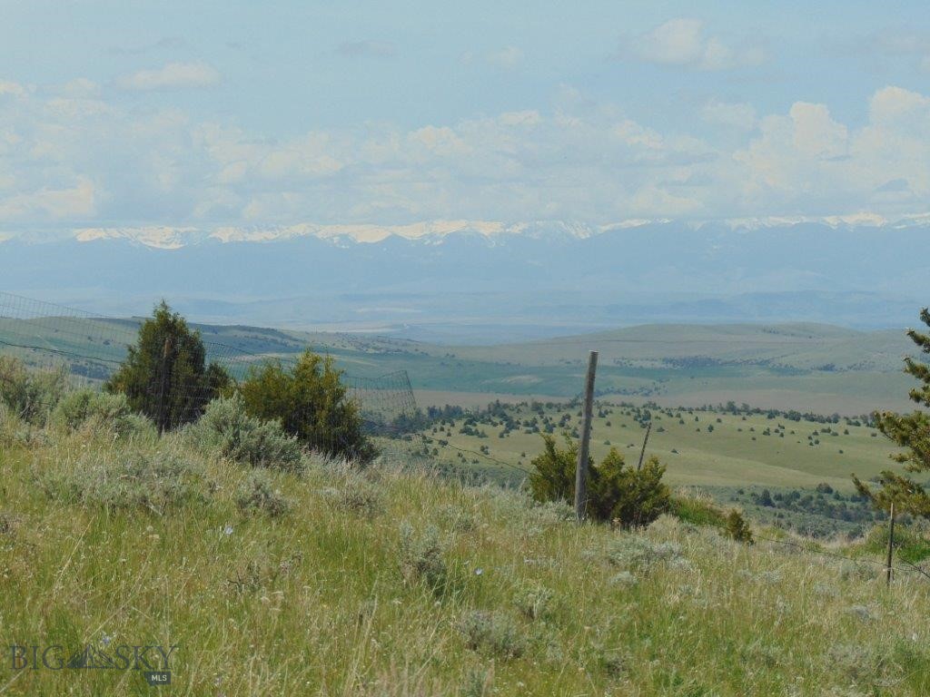 Ponderosa Pines - Land