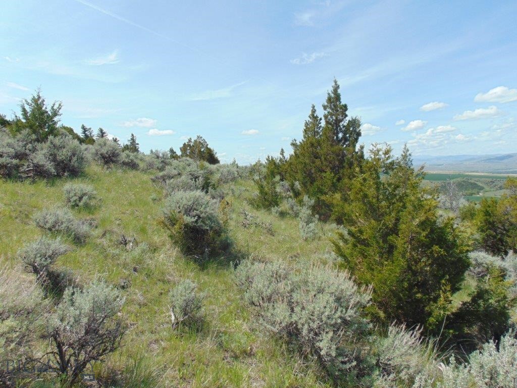 Ponderosa Pines - Land