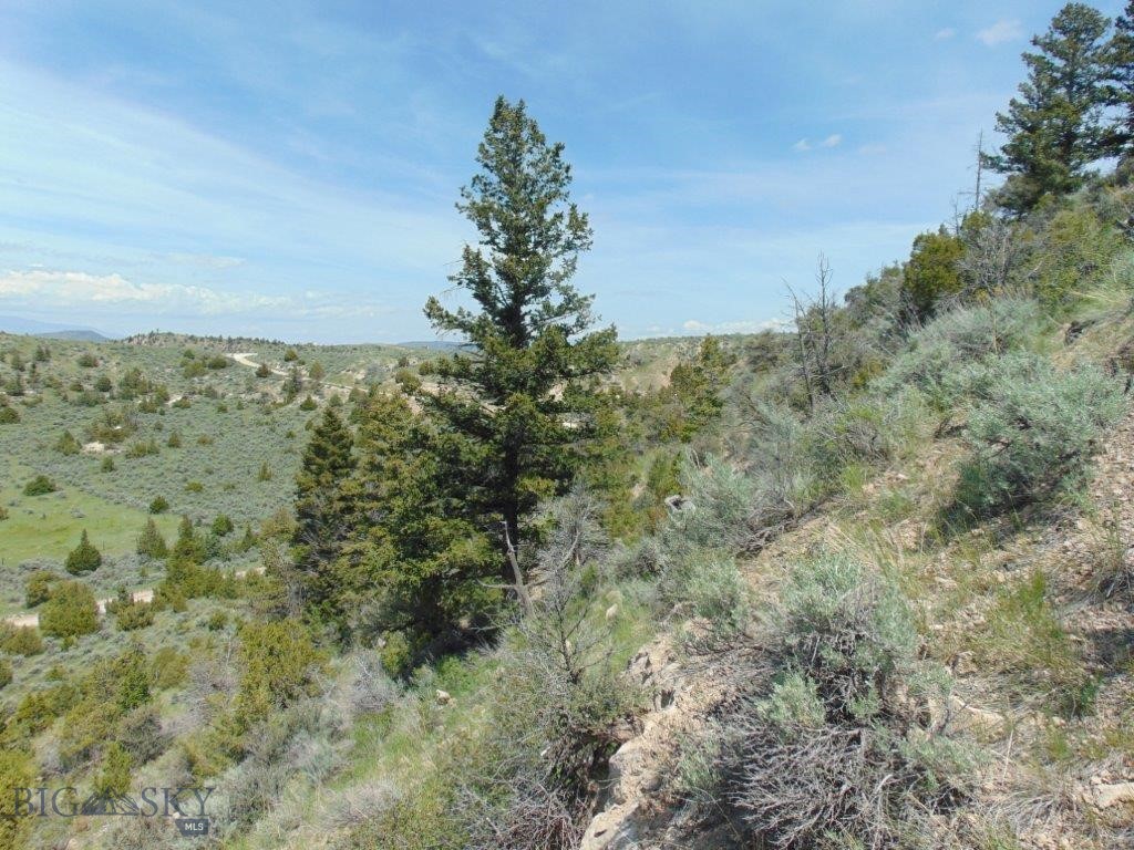 Ponderosa Pines - Land