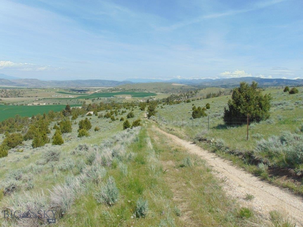Ponderosa Pines - Land