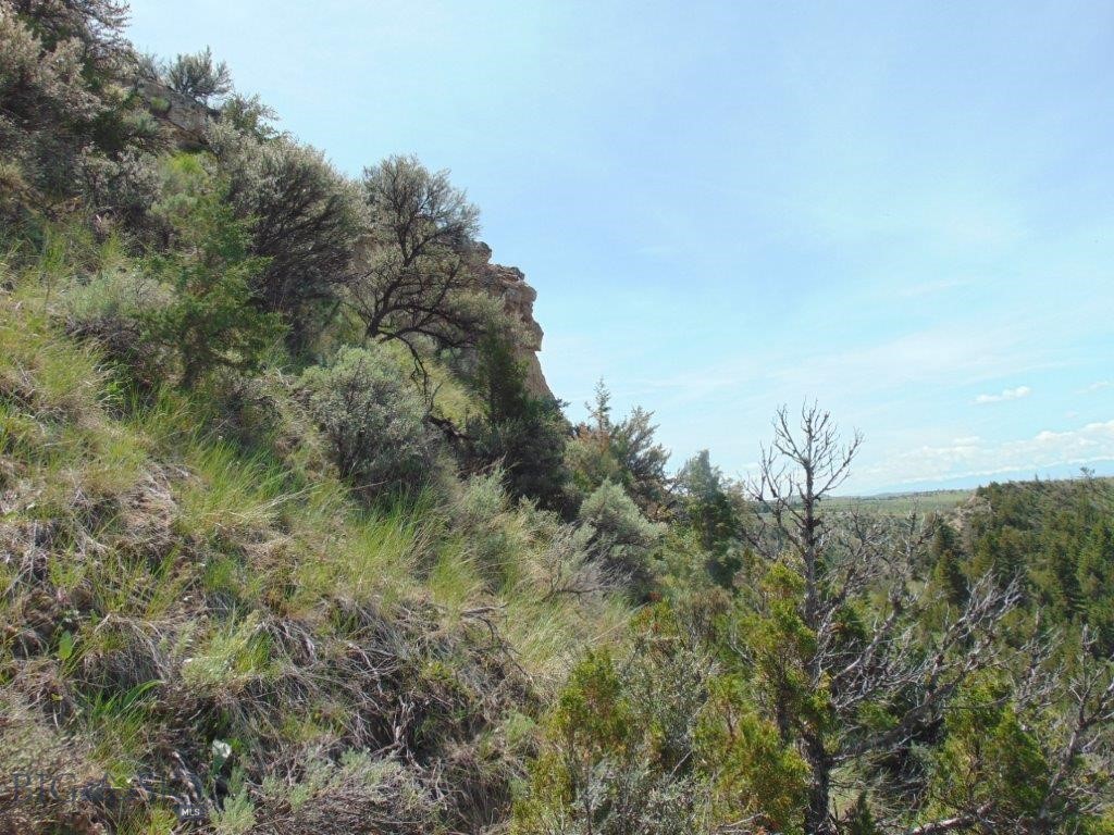 Ponderosa Pines - Land