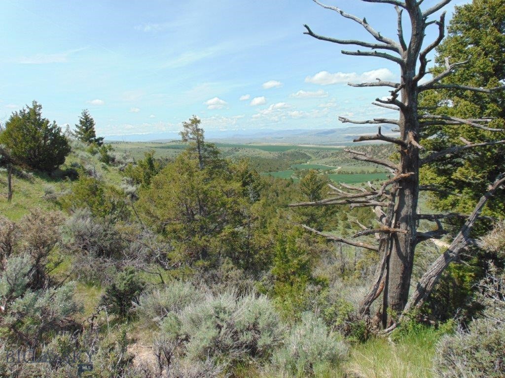 Ponderosa Pines - Land