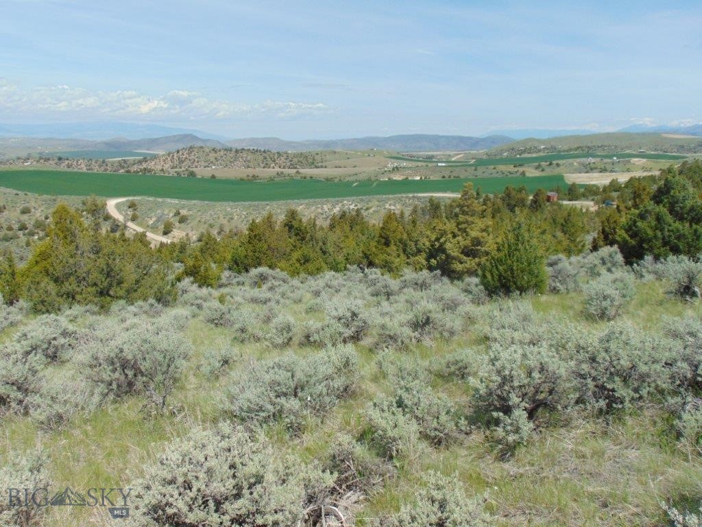 Ponderosa Pines - Land