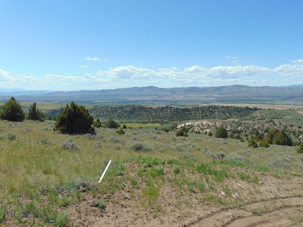 Ponderosa Pines - Land