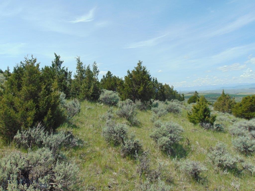 Ponderosa Pines - Land