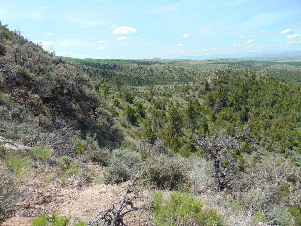 Ponderosa Pines - Land