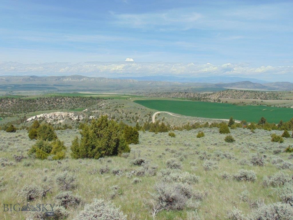 Ponderosa Pines - Land