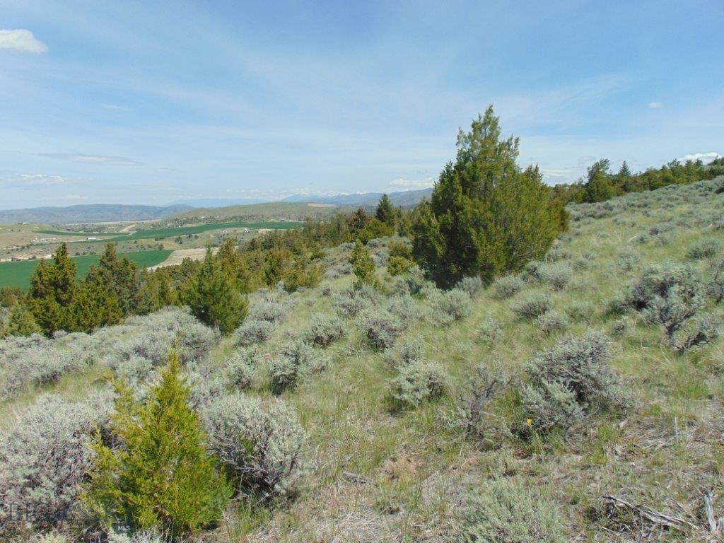 Ponderosa Pines - Land