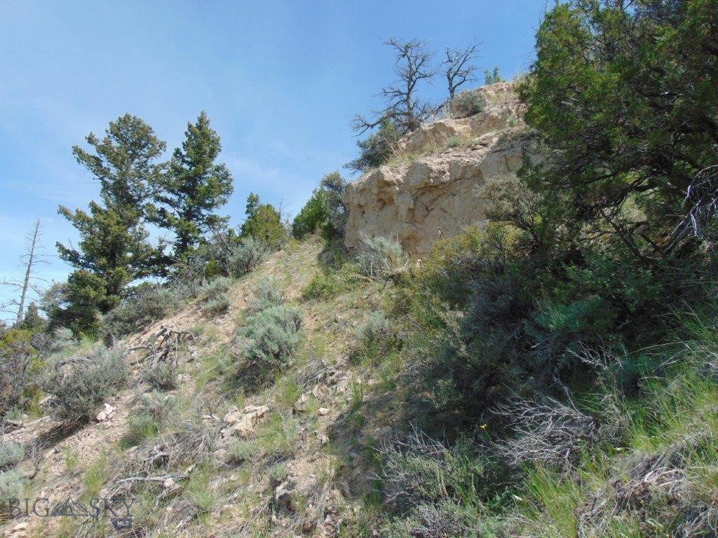 Ponderosa Pines - Land