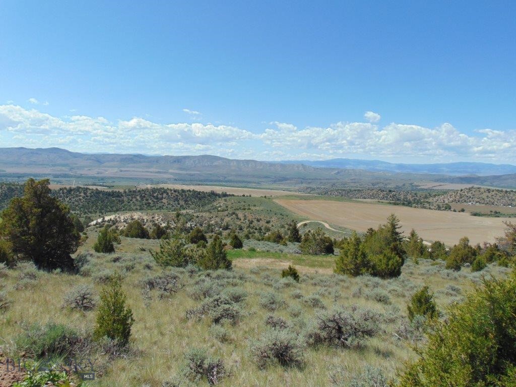 Ponderosa Pines - Land