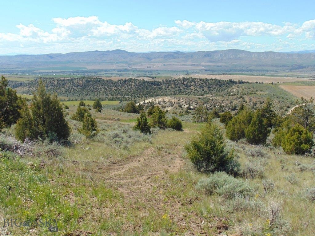 Ponderosa Pines - Land