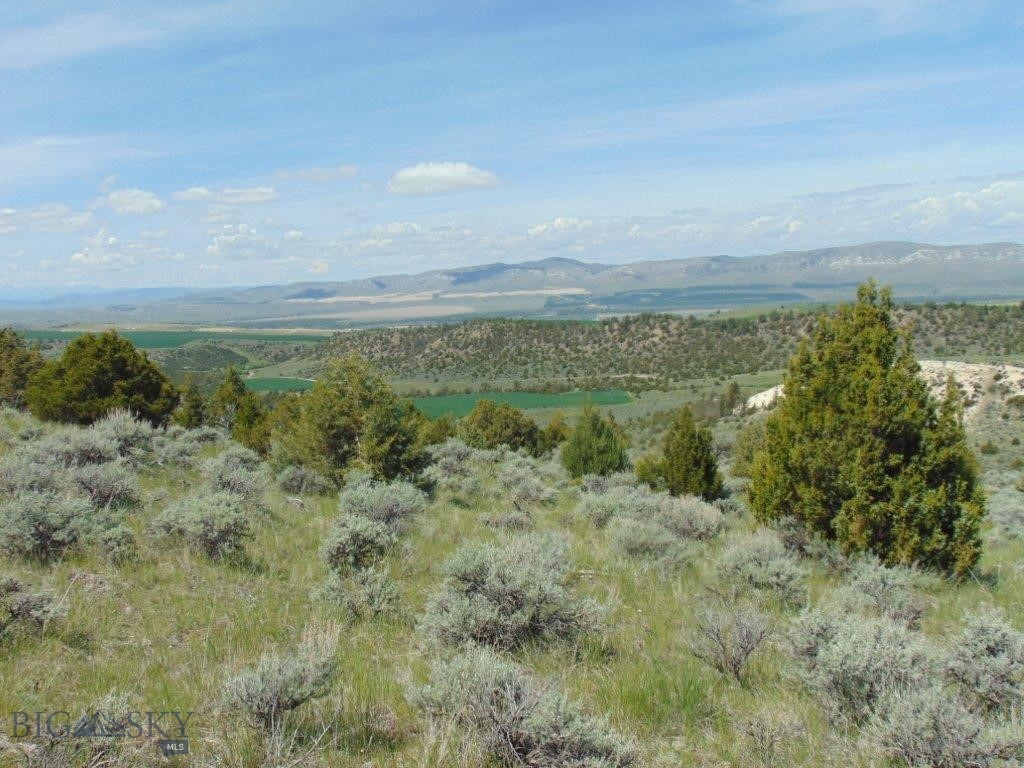 Ponderosa Pines - Land