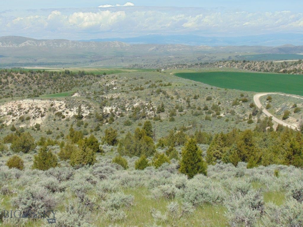 Ponderosa Pines - Land