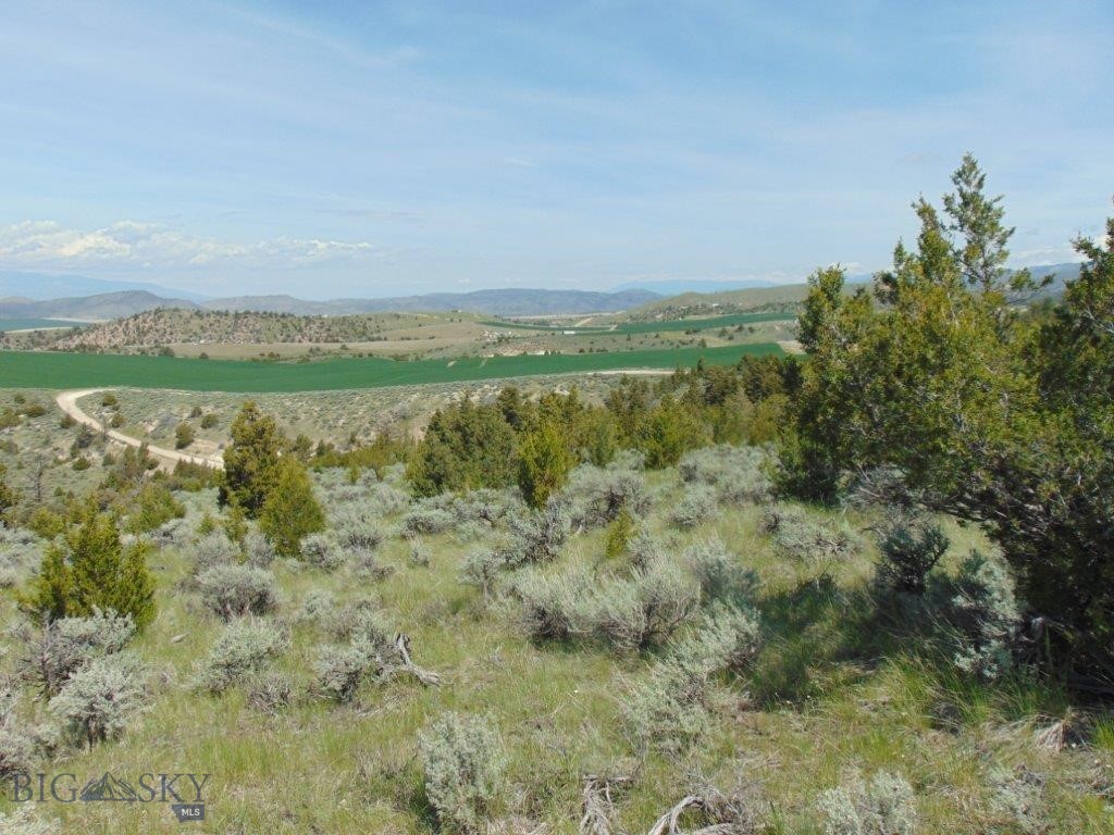 Ponderosa Pines - Land