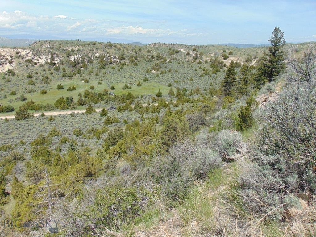 Ponderosa Pines - Land