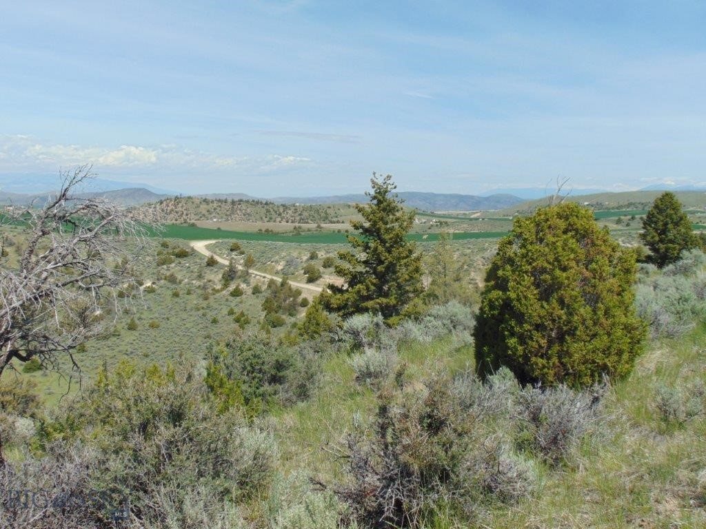 Ponderosa Pines - Land