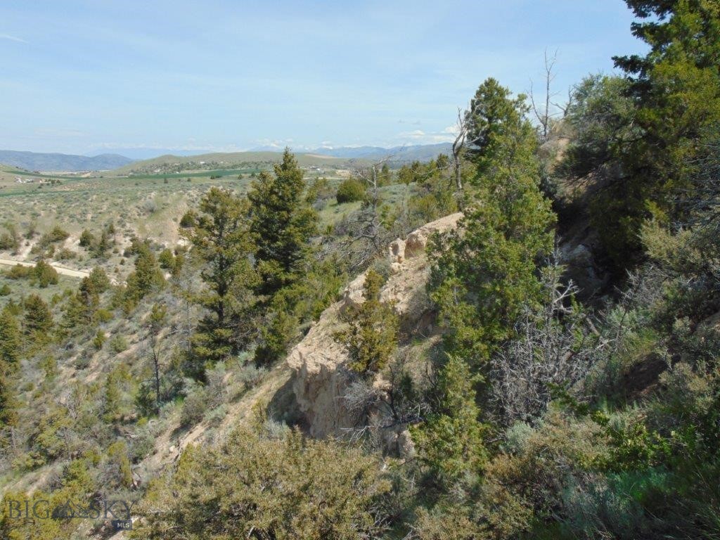 Ponderosa Pines - Land
