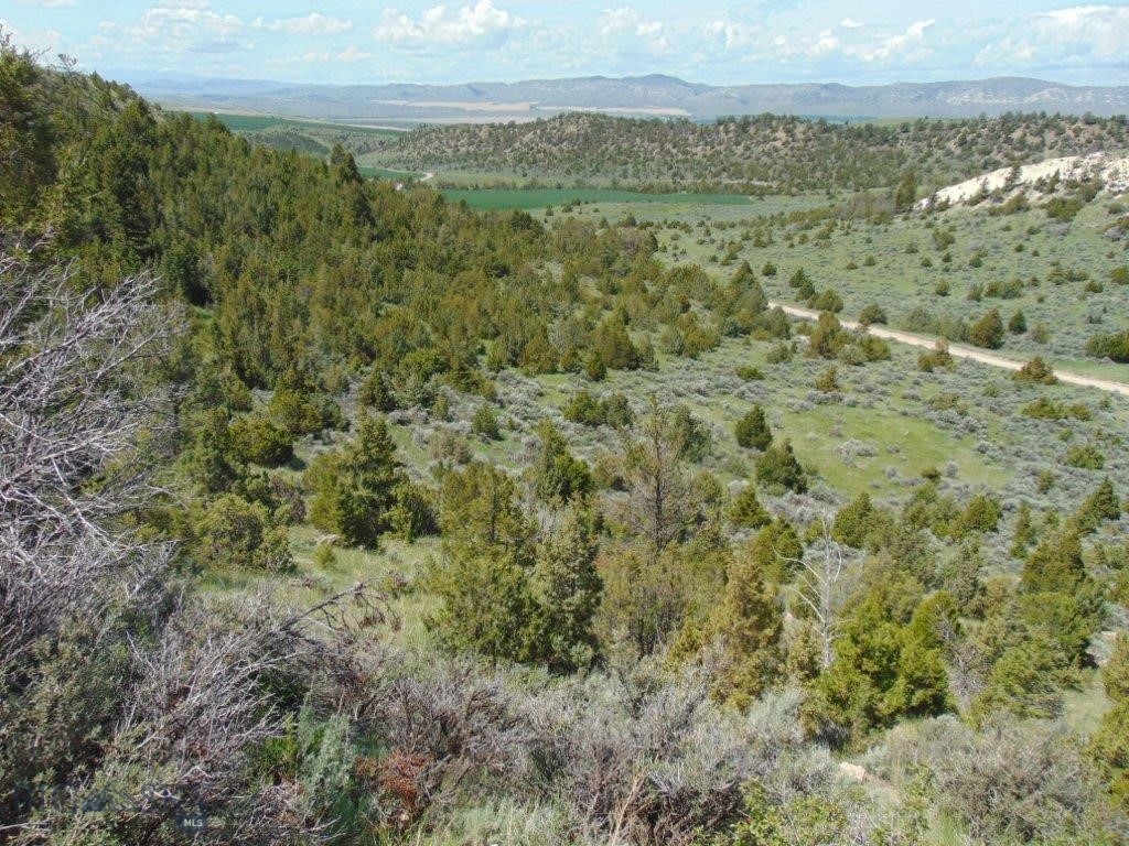Ponderosa Pines - Land