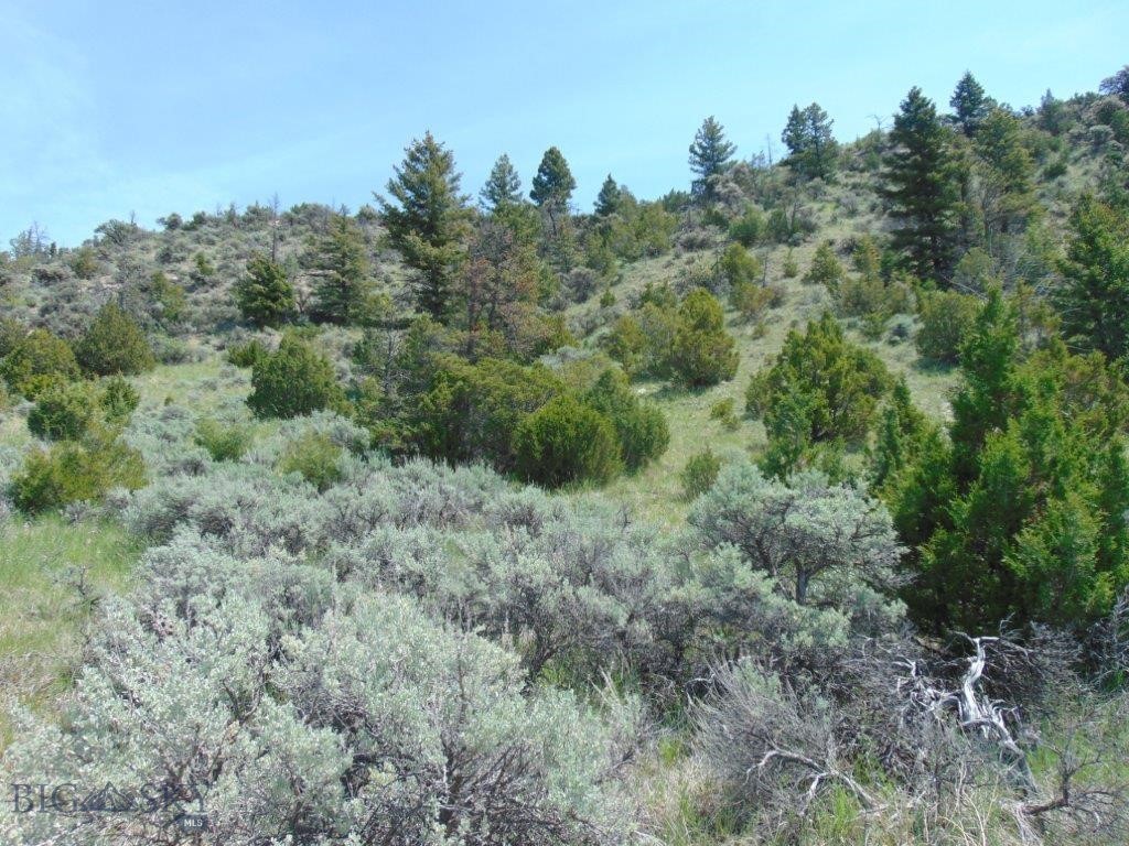 Ponderosa Pines - Land