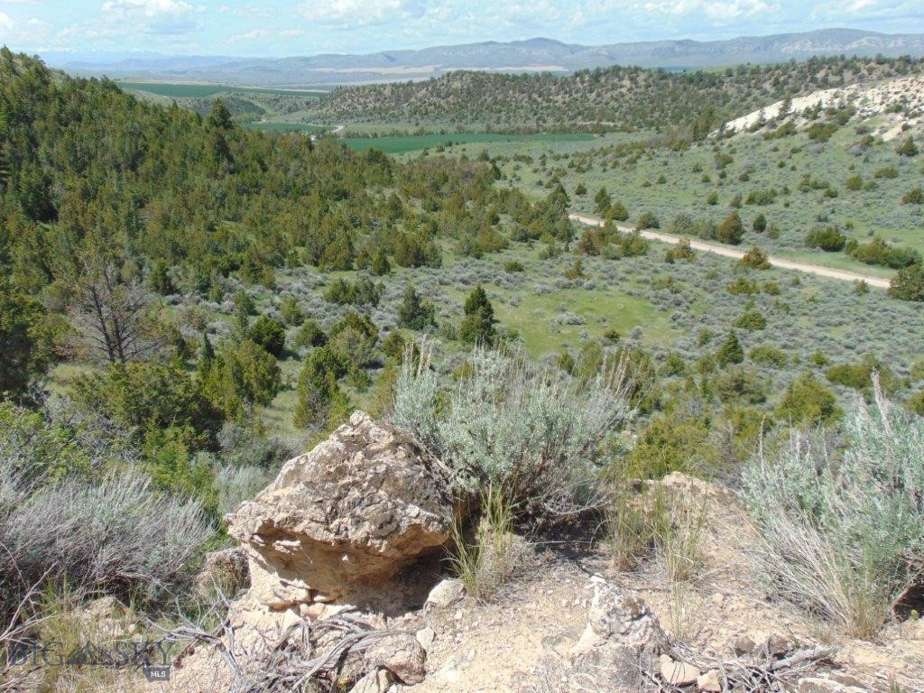 Ponderosa Pines - Land
