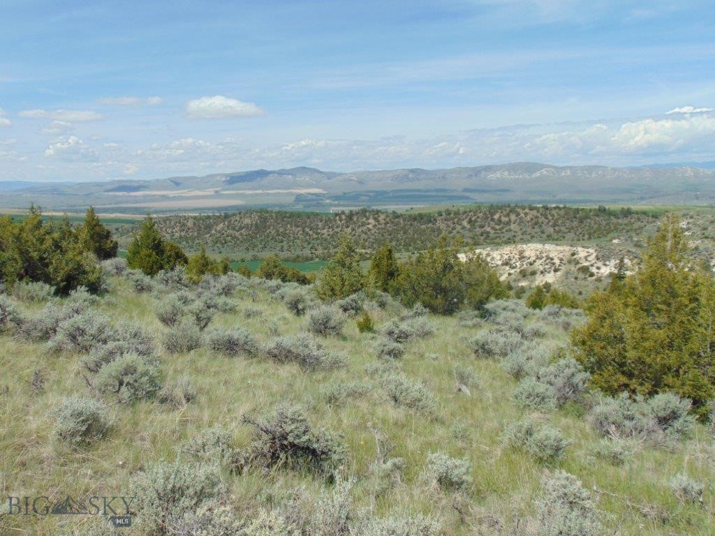 Ponderosa Pines - Land