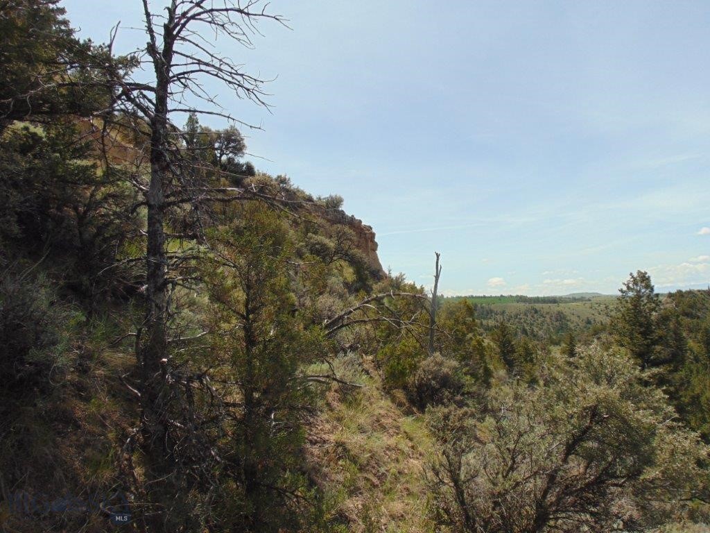 Ponderosa Pines - Land