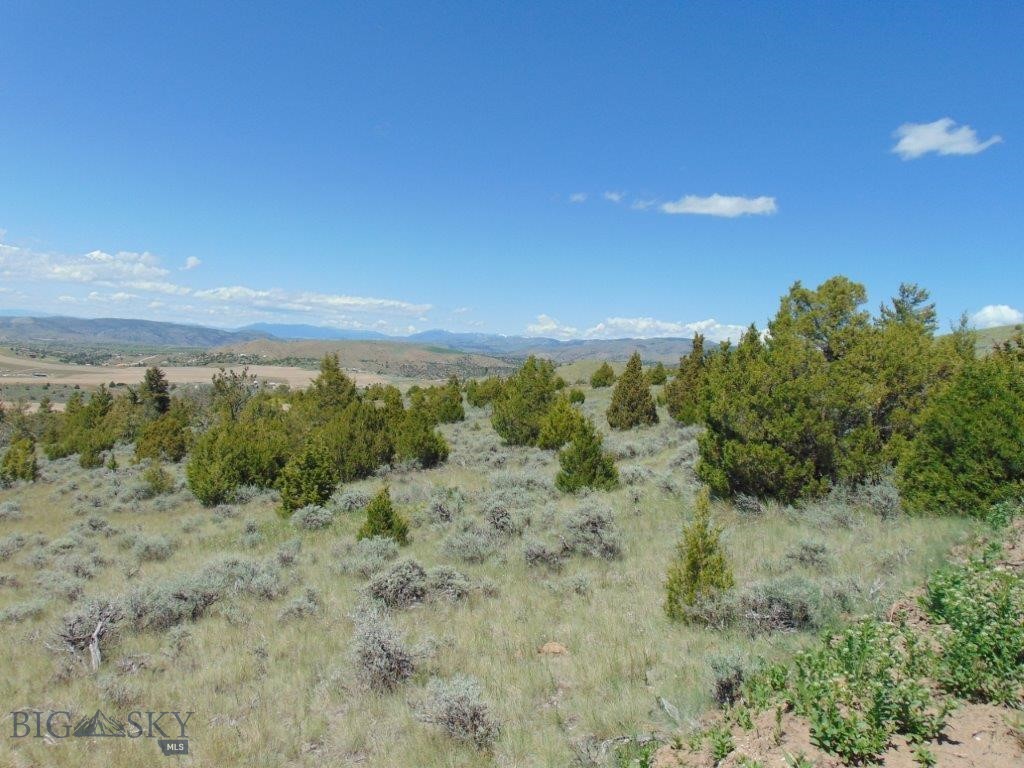 Ponderosa Pines - Land