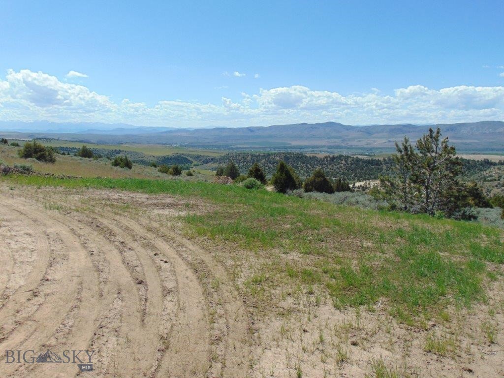 Ponderosa Pines - Land