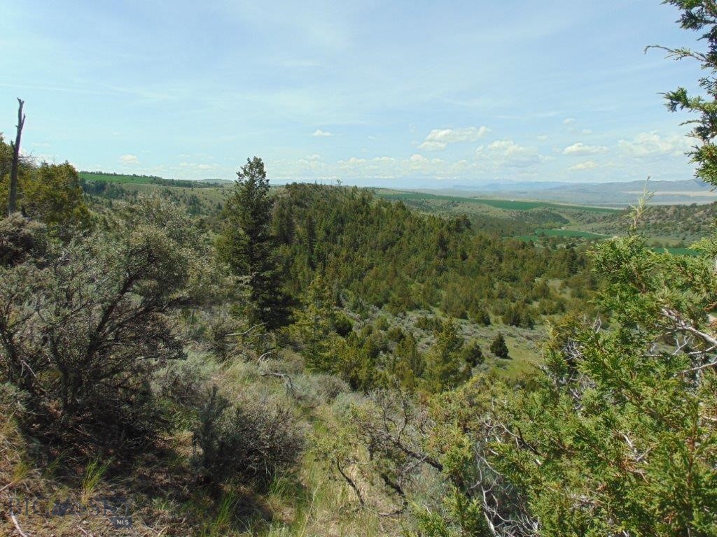 Ponderosa Pines - Land