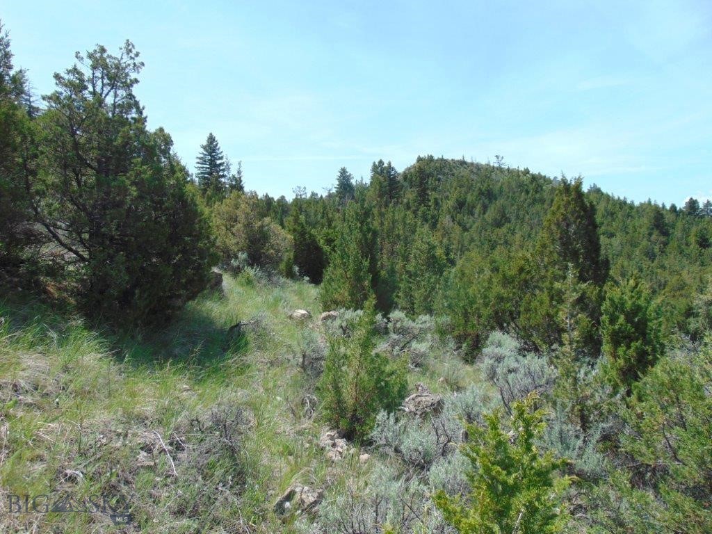 Ponderosa Pines - Land